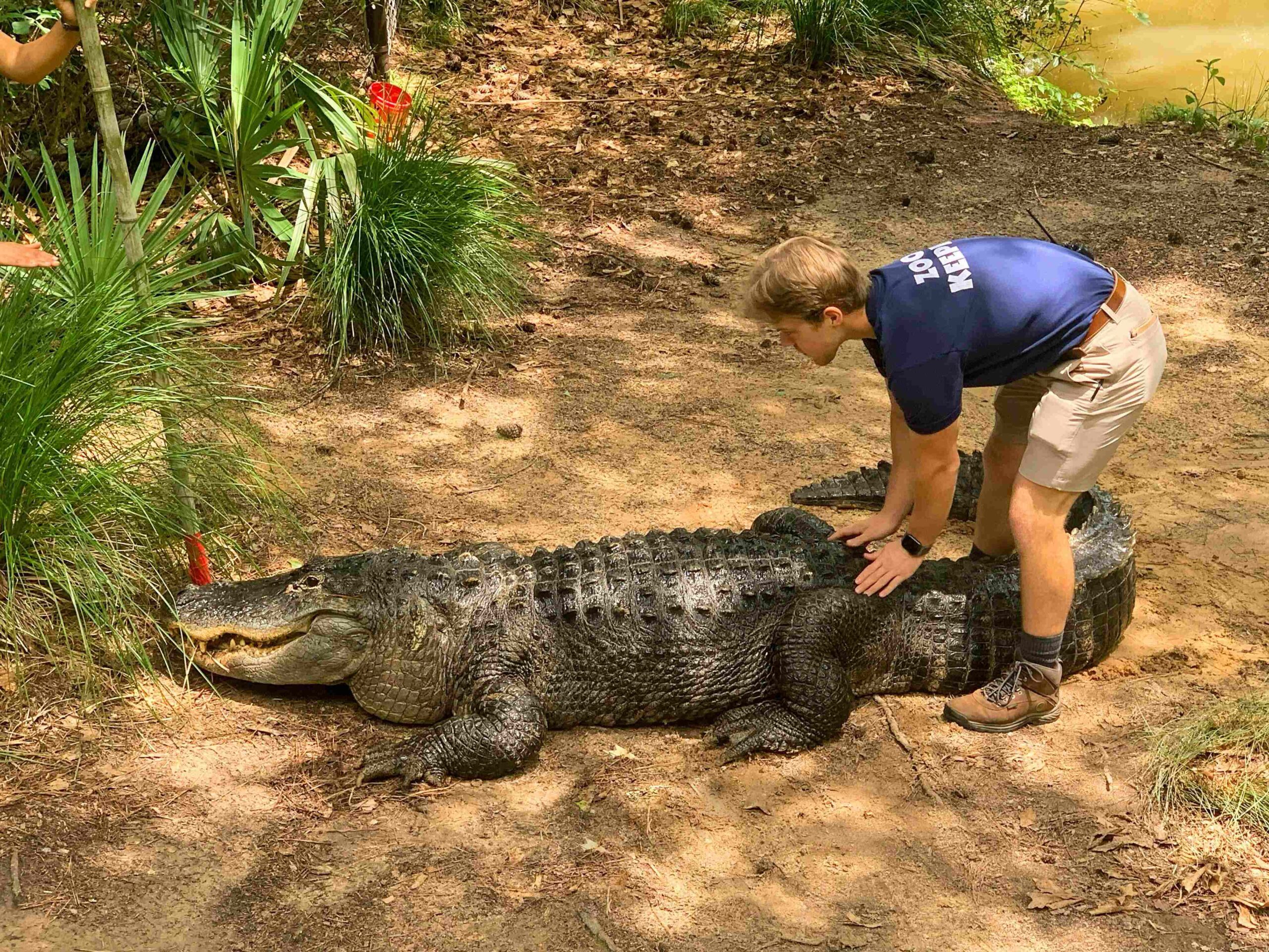 Anderson and alligator