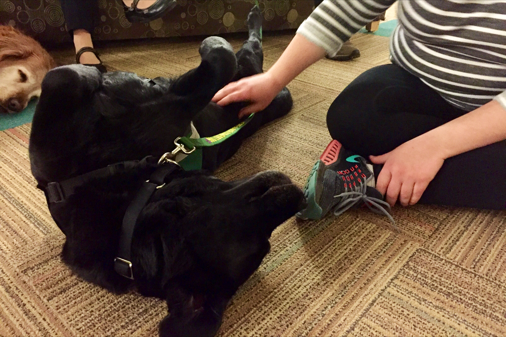 A HOPE therapy dog gets belly rubs from students during its visit to LSSU campus.