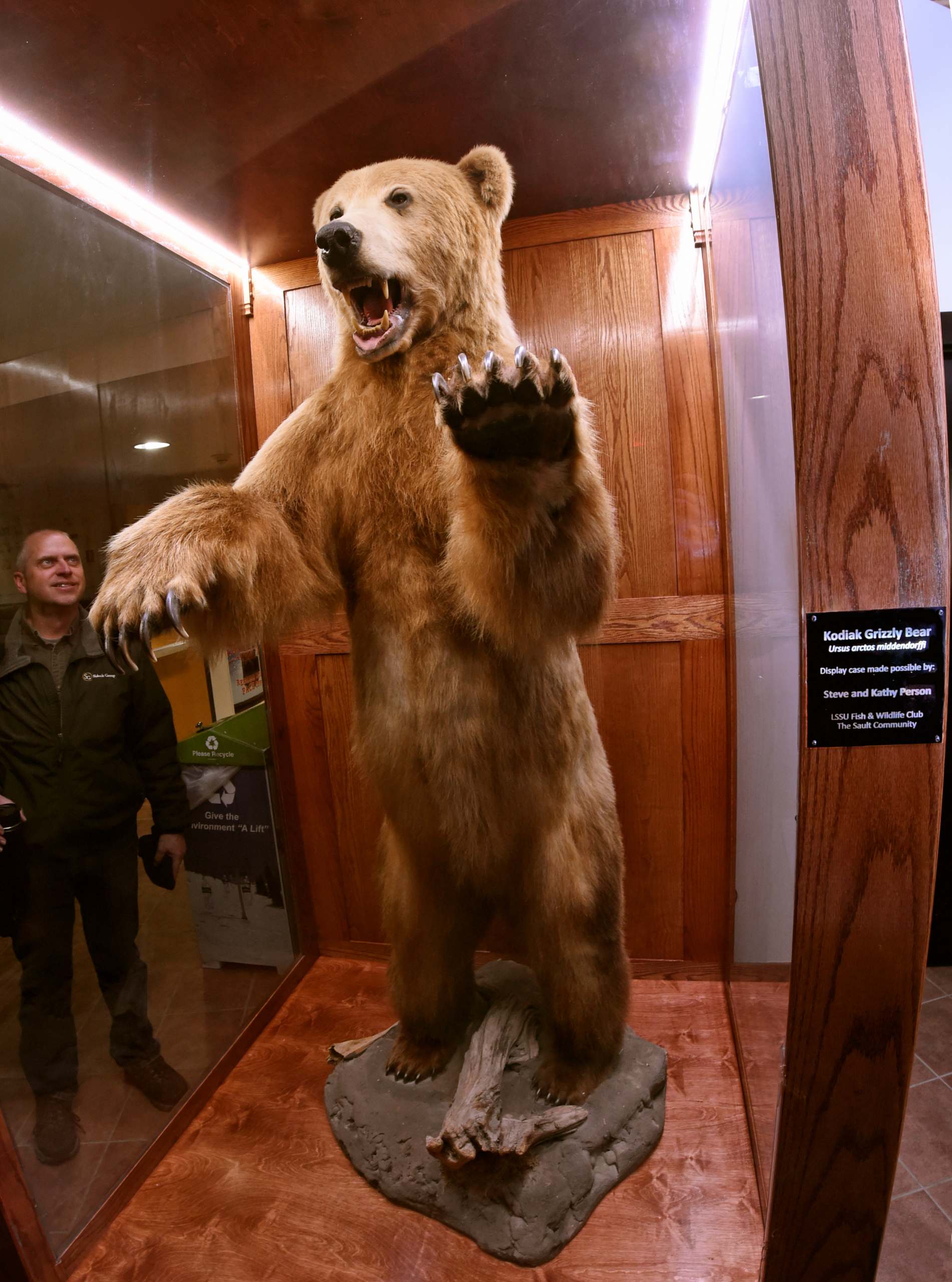 Crawford Hall Kodiak Bear