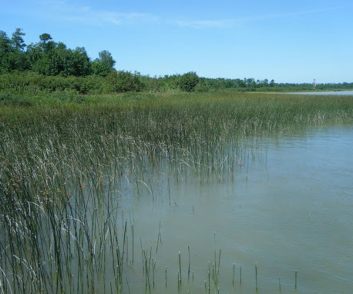 Habitat Restoration