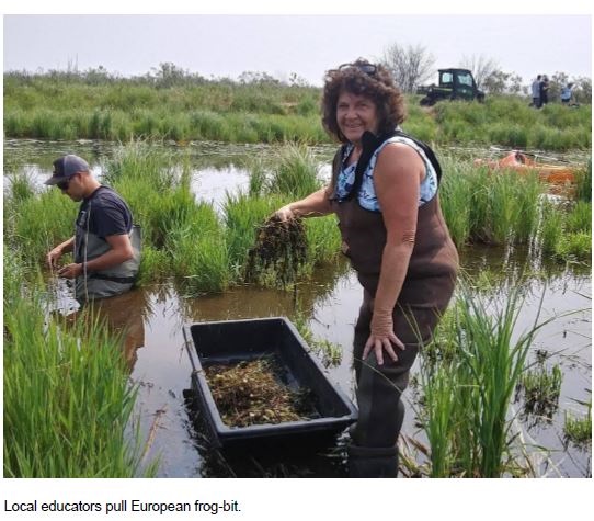 pruning invasive species in Great Lakes